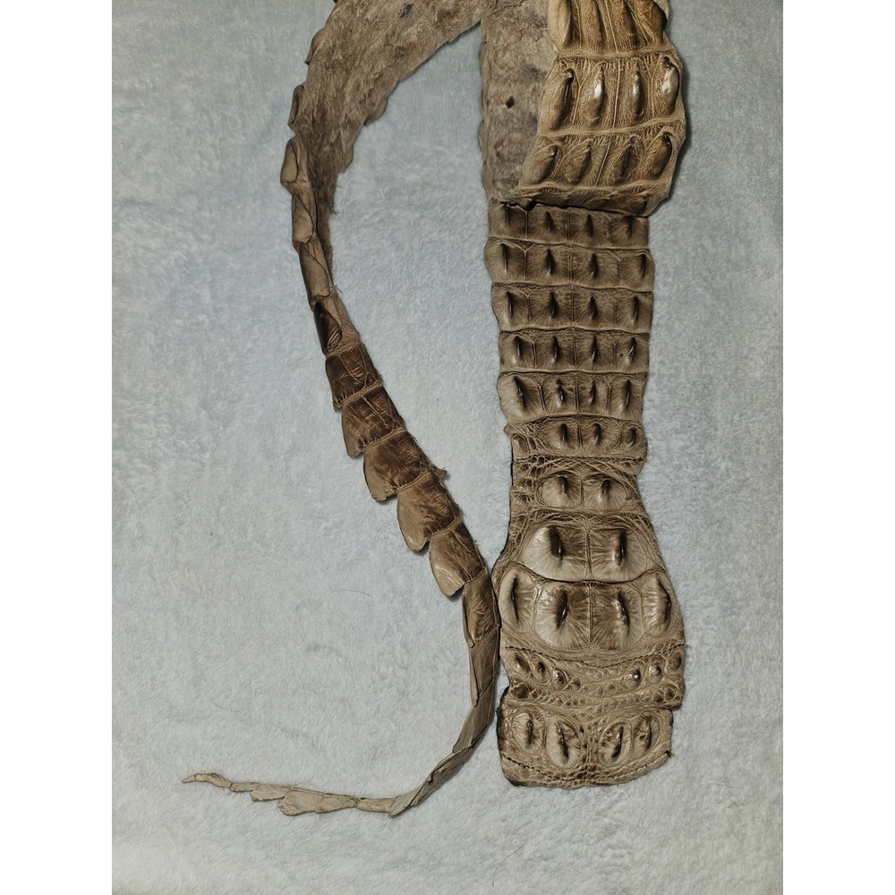 Vintage Caiman Hornback Belt Exotic Western Leather Taxidermy Brown Alligatorida